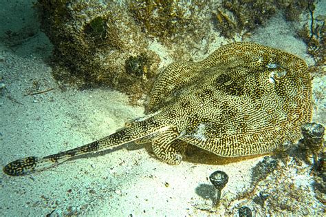 Types of Stingrays to Know .